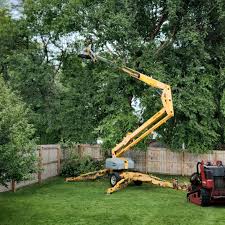 Best Tree Disease Treatment  in Hudson, TX