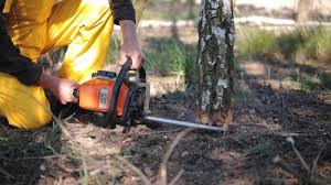 Best Tree Risk Assessment  in Hudson, TX