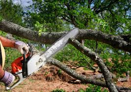 Best Tree Maintenance Programs  in Hudson, TX