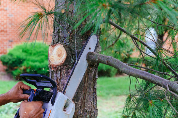 Best Pest Control for Lawns  in Hudson, TX